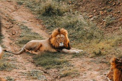 野生动物摄影的狮子躺在地面上
